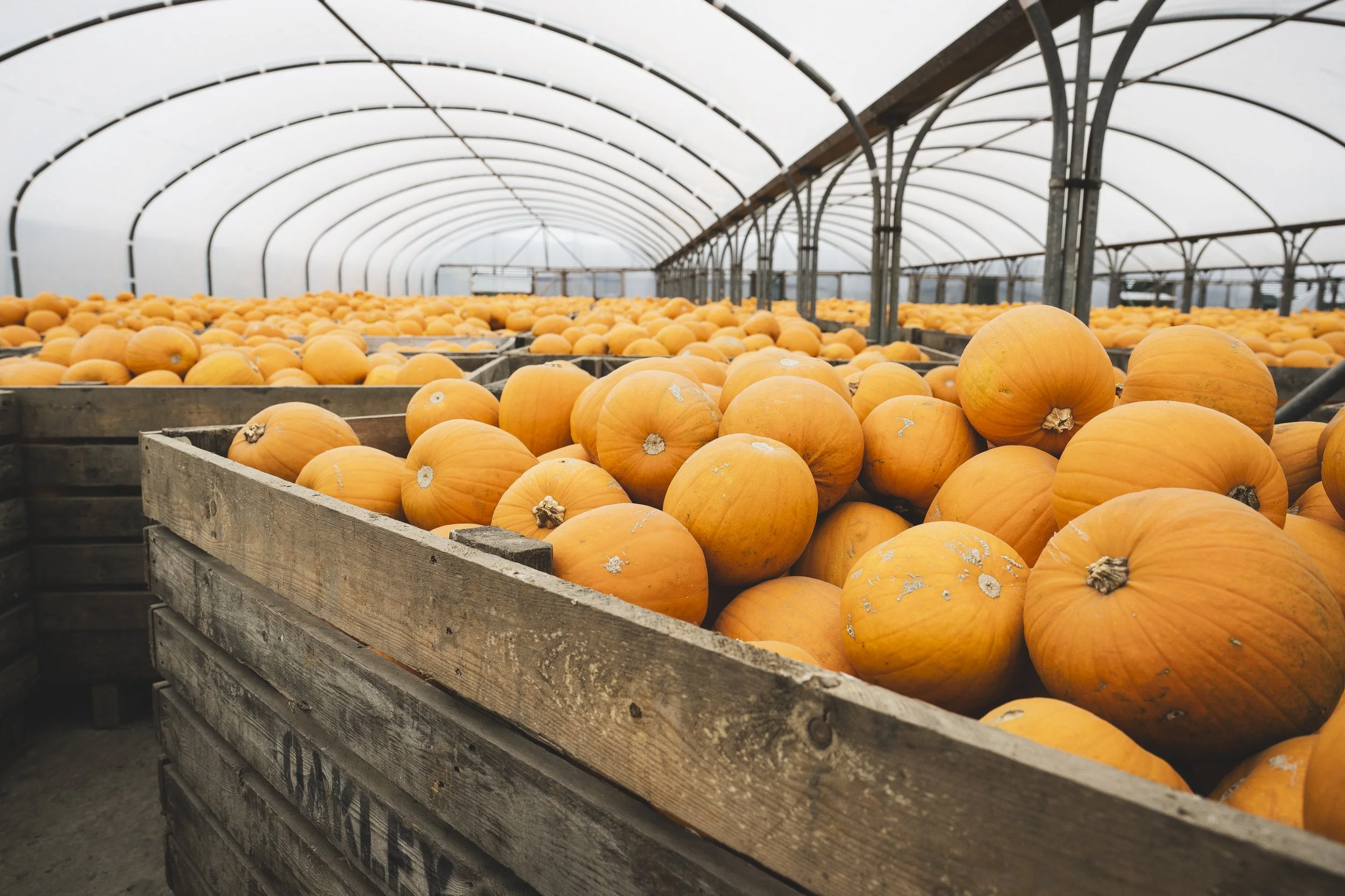 767_WW_SR223005_VIPProducer_HalloweenPumpkins_SteveWhitworth_SimonBuck_0042.jpg