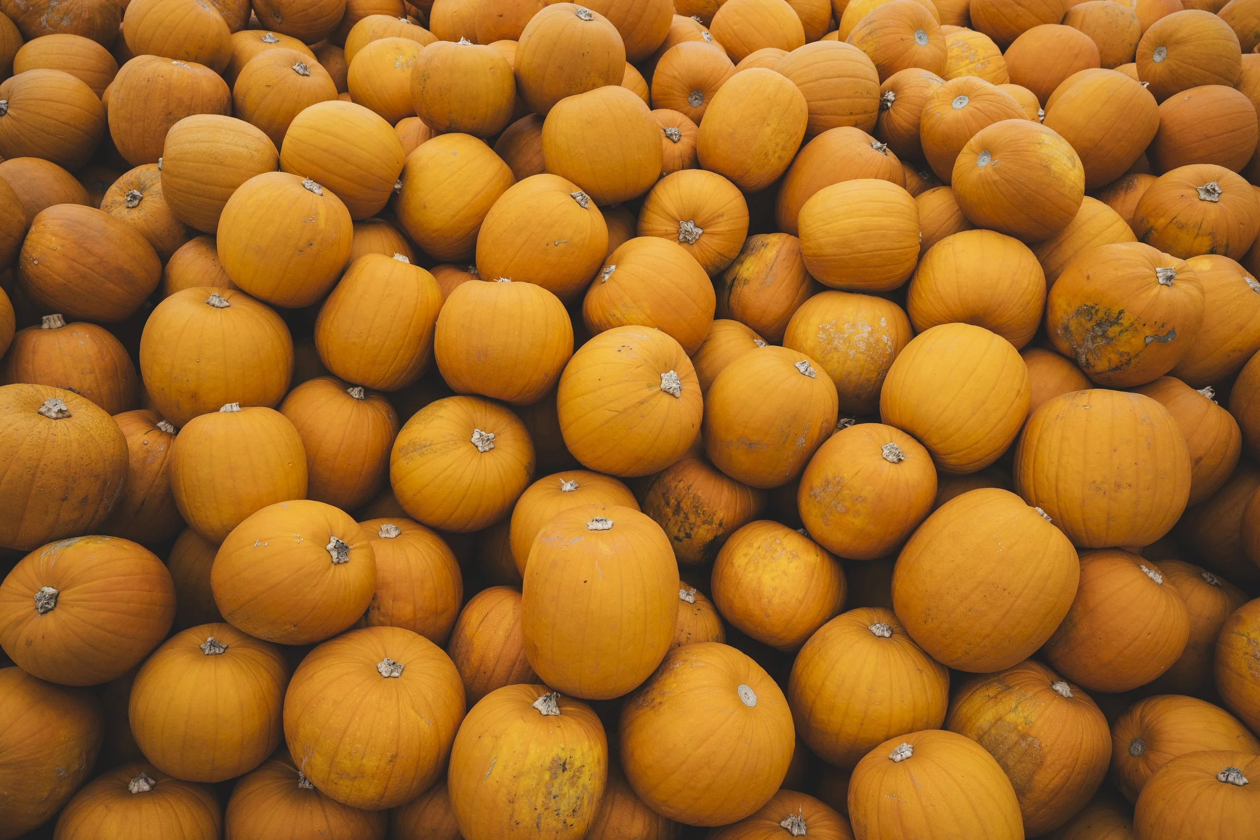 767_WW_SR223005_VIPProducer_HalloweenPumpkins_SteveWhitworth_SimonBuck_0033.jpg