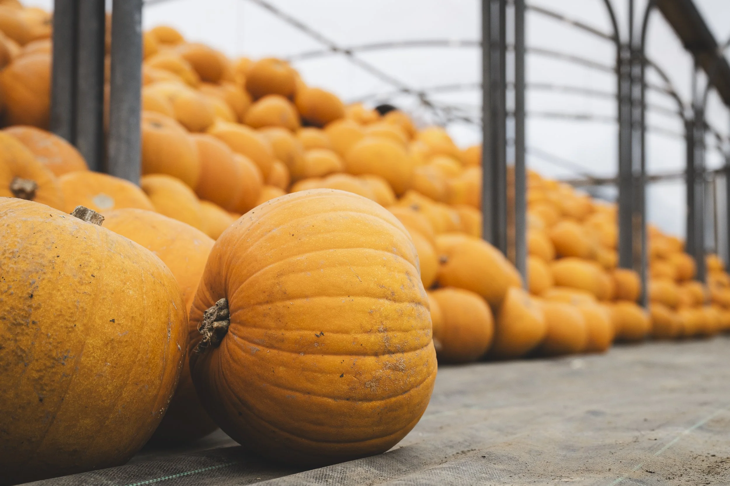 767_WW_SR223005_VIPProducer_HalloweenPumpkins_SteveWhitworth_SimonBuck_0031.jpg