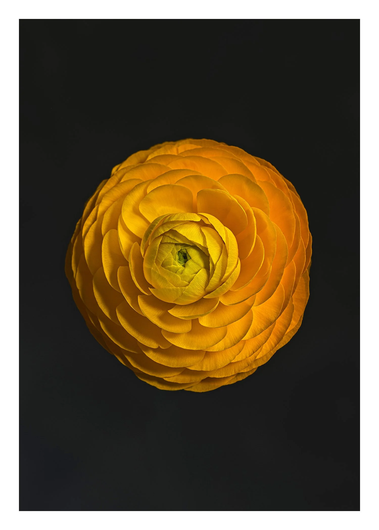 Yellow Ranunculus Card Frnt.jpg