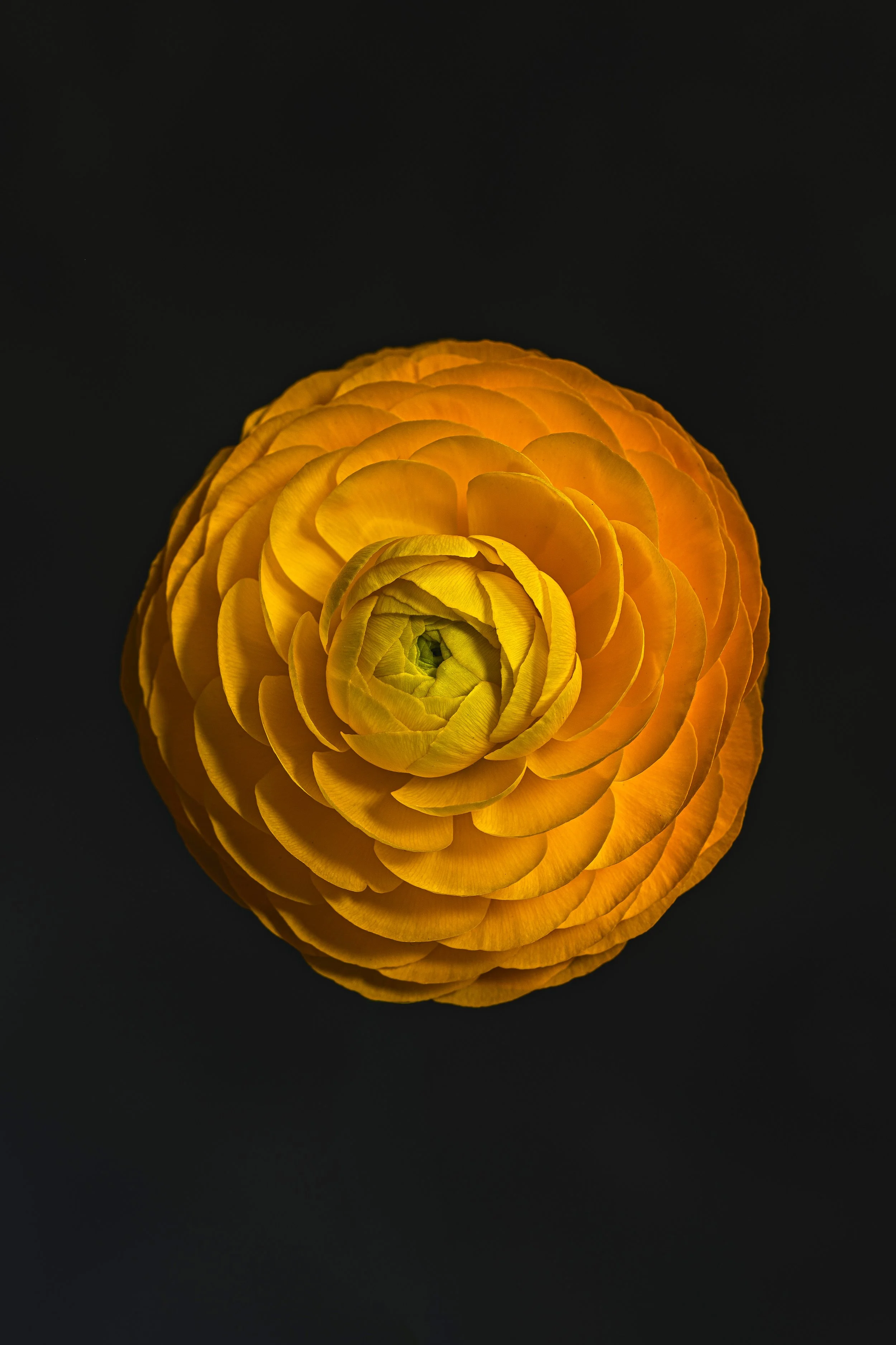 FlowersTest_-1hd.jpg