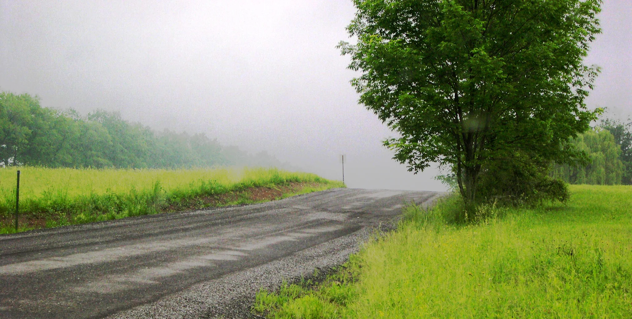 tree-road.jpg