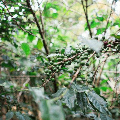 burundi2.gif