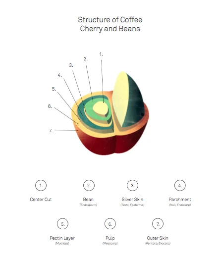 coffee cherry.jpg