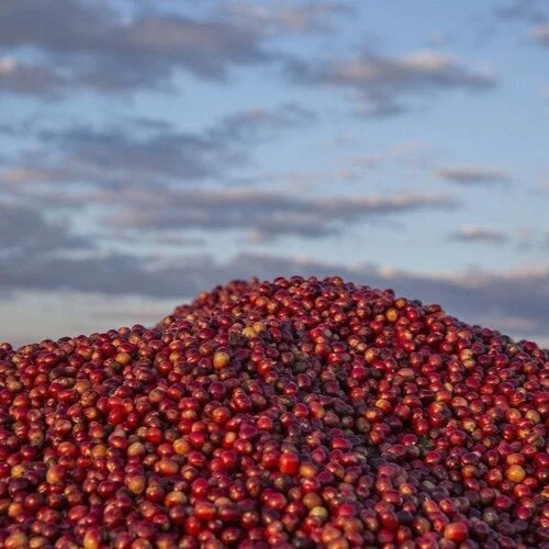 zambia6.jpg