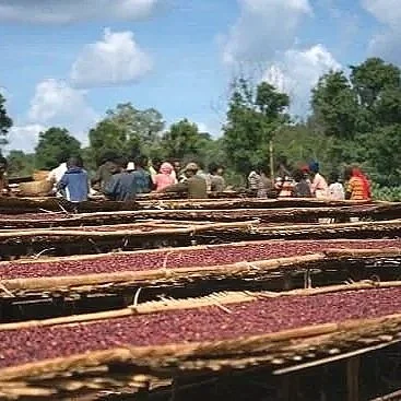 Cafe_Imports_GEthiopia_DP-2022-05-10-130635%2B%25281%2529.jpg