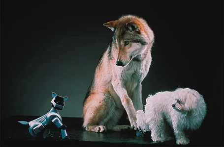 Fotografía por Robert Clark , (wolf and Maltese dog provided by Doug Seus's Wasatch Rocky Mountain Wildlife, Utah)