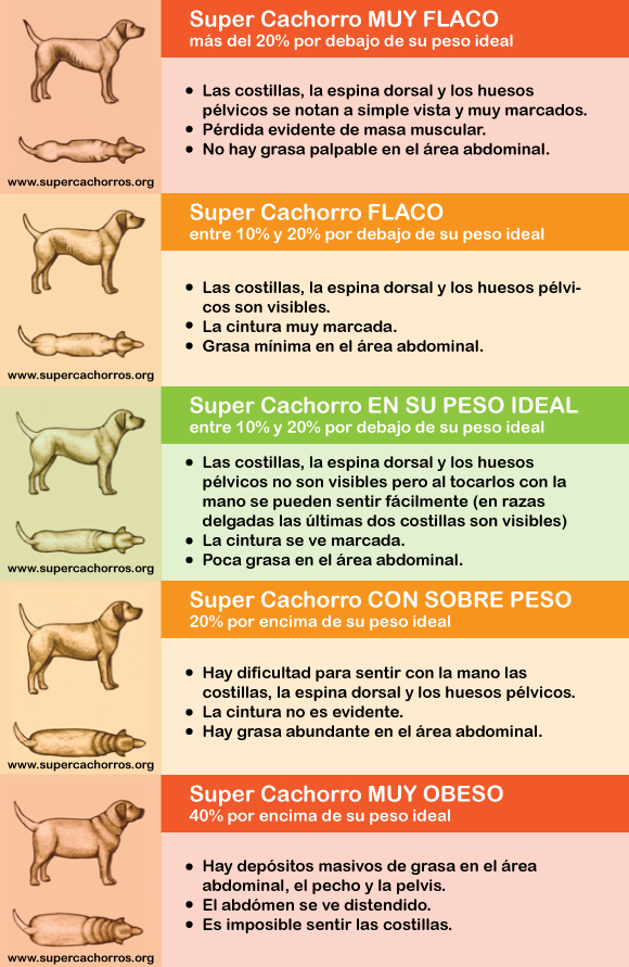 Una muy buena infografía elaborada por supercachorro.org