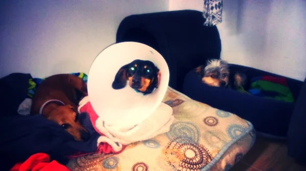 Keka en recuperación, acompañada de Balty y Tencho.