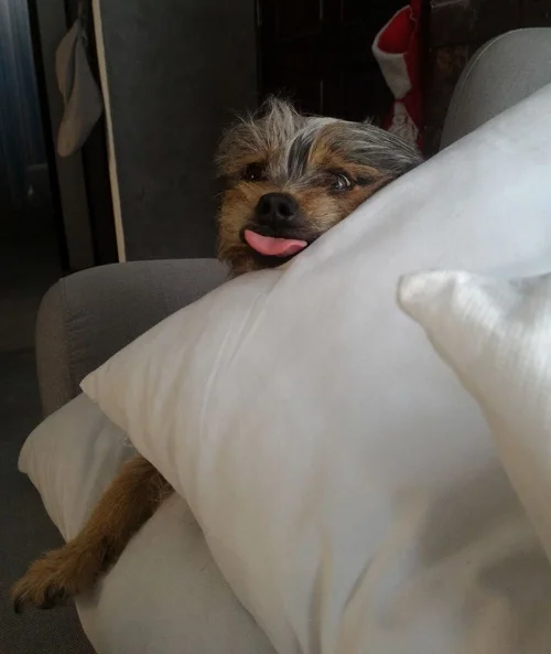 Tenchito sacandole la lengua a las dietas feas, porque ahora, con una dieta rica, ha bajado más peso que nunca.