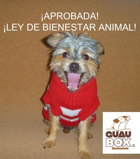 ¡Tenchito está feliz!
