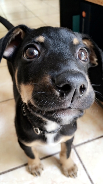Rocky