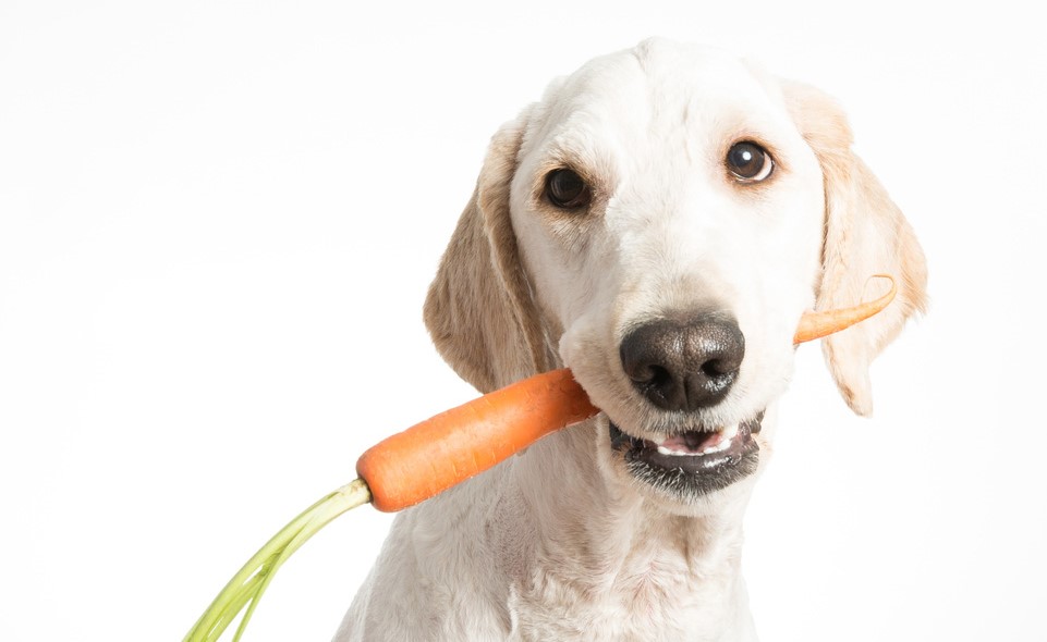 ¿Los perros pueden comer ZANAHORIA?