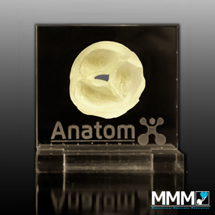 Lightbox_AnatomX_Cardio Valve.png