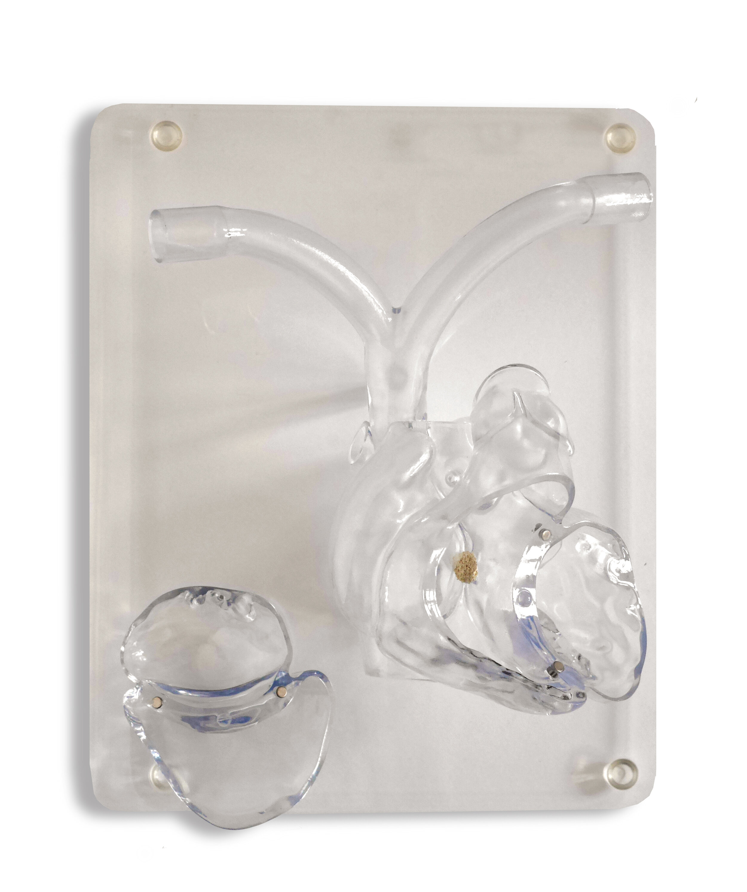 transparent acrylic heart model
