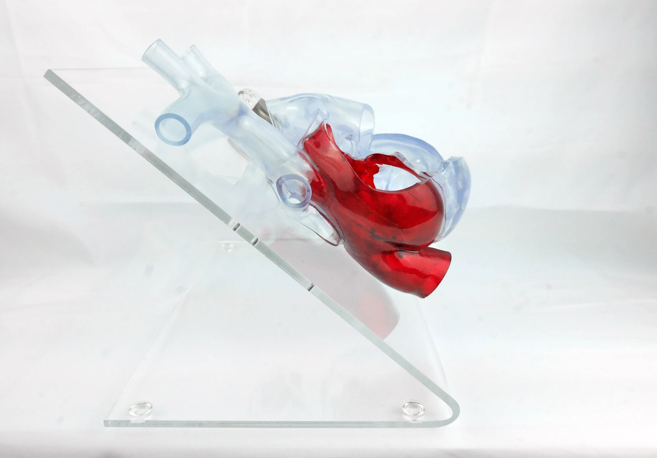 Side view heart model