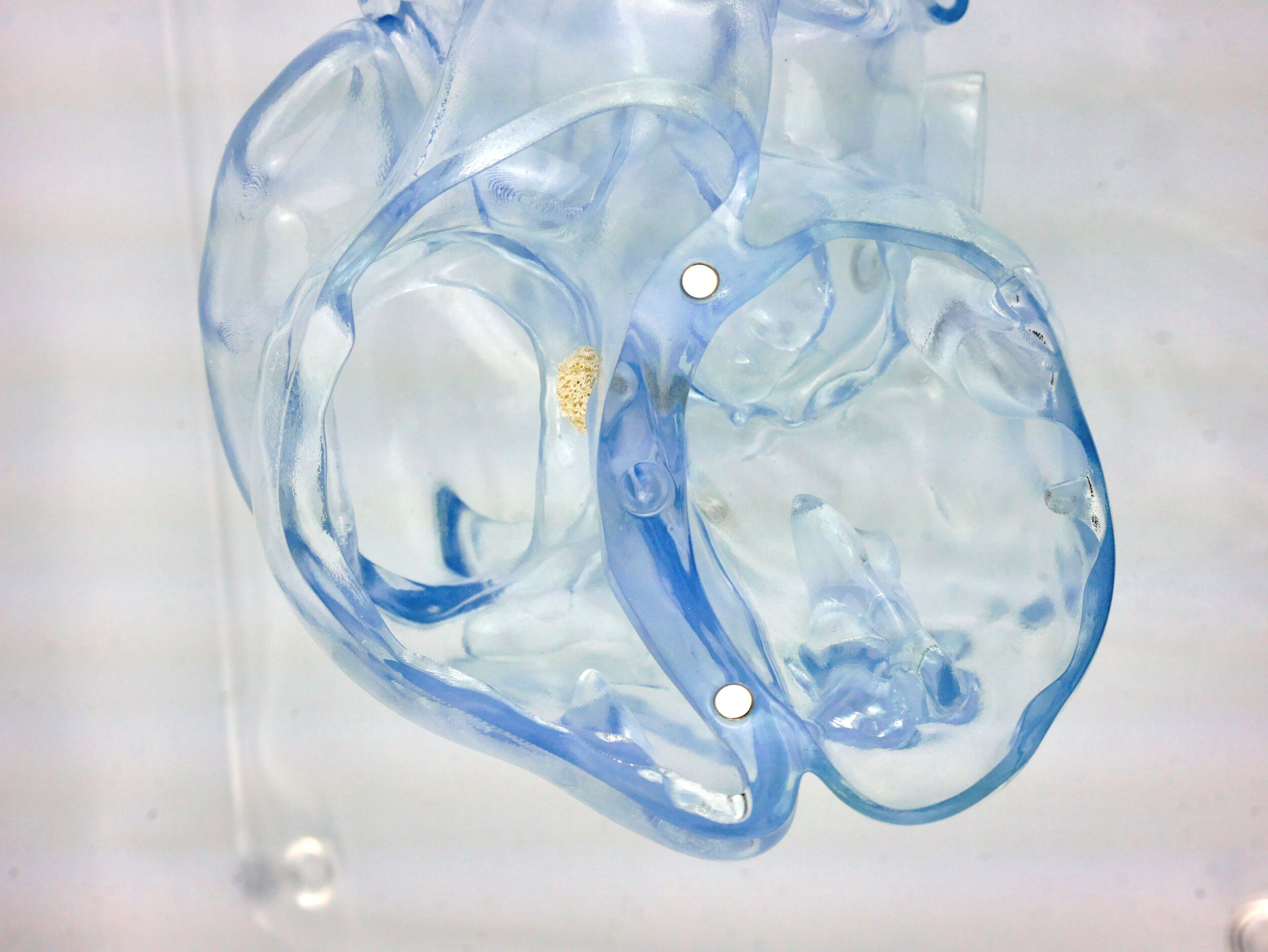 transparent heart model