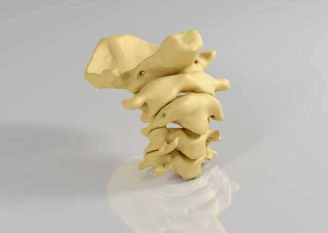 Cervical Spine model