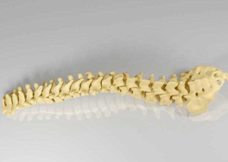 3D printed spine model