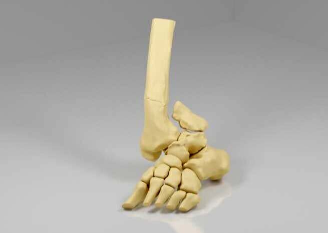 3D printed anatomical model