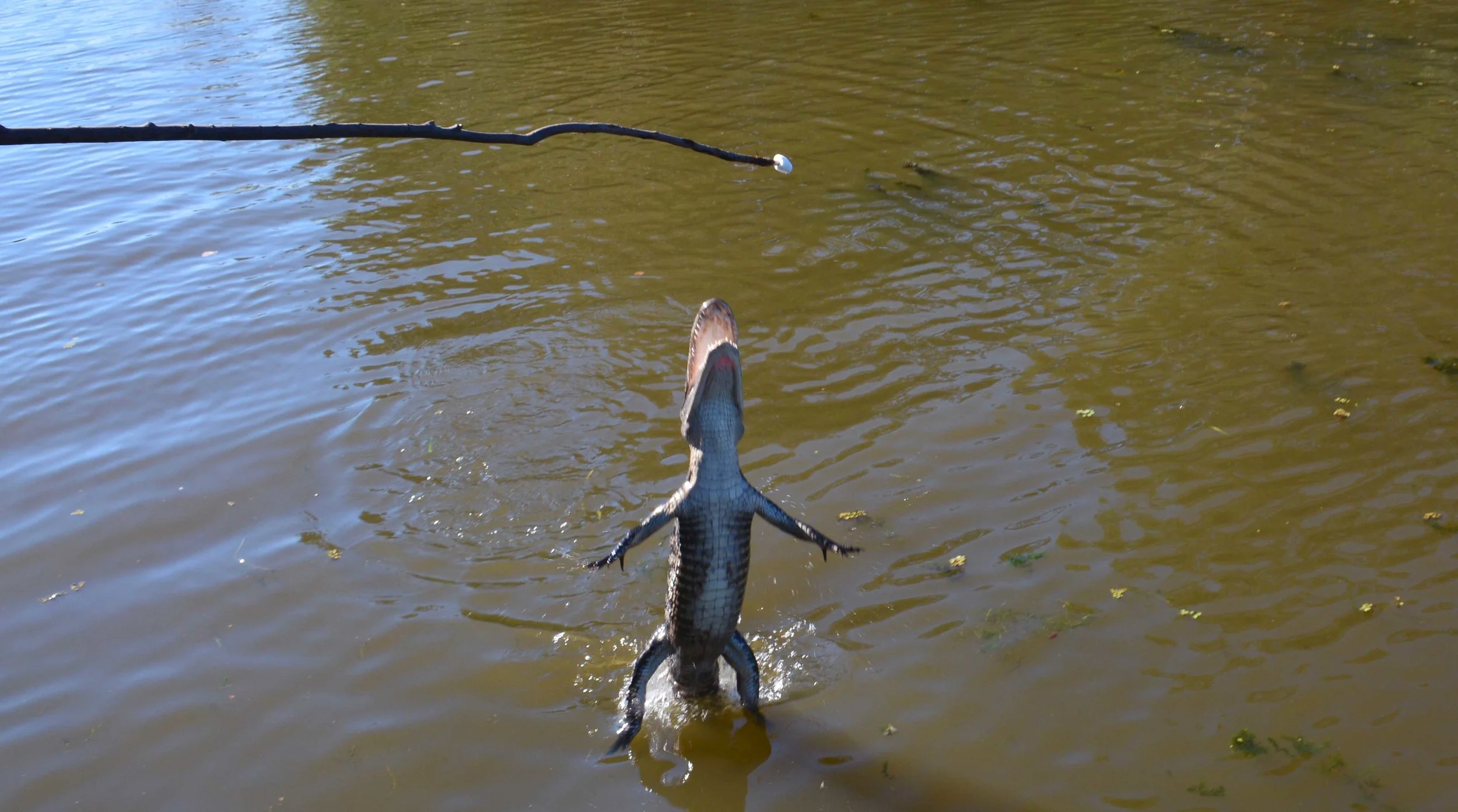 The things a crocodile will do for a marshmallow.