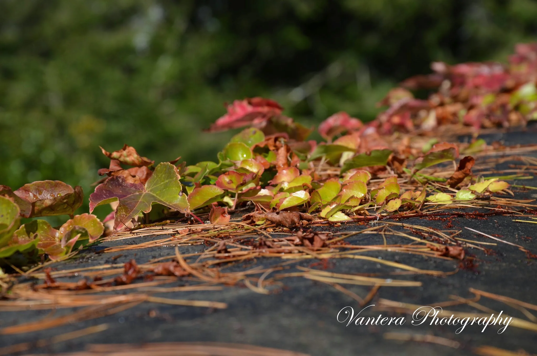 DSC_2164.jpg