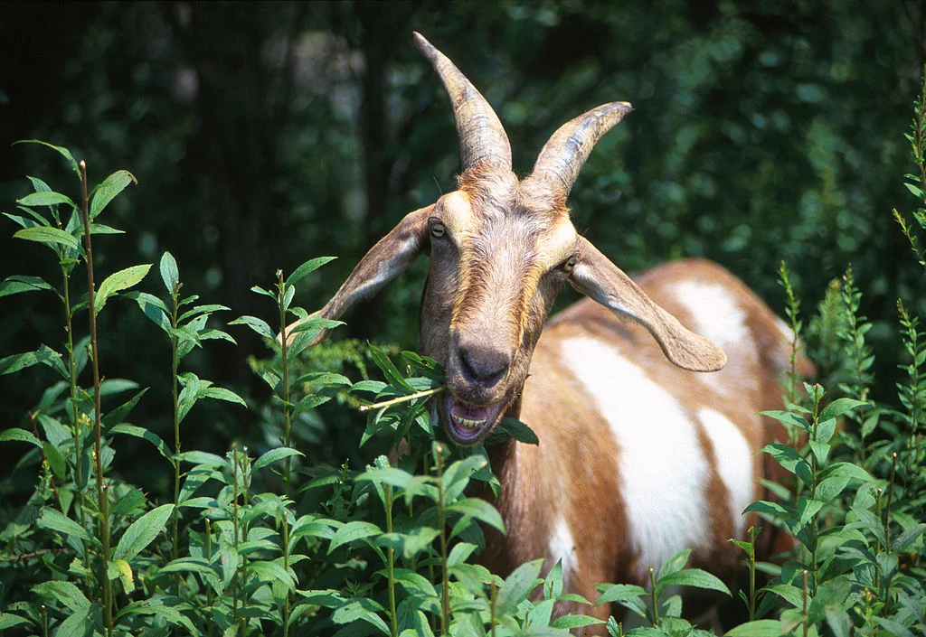1024px-Goat