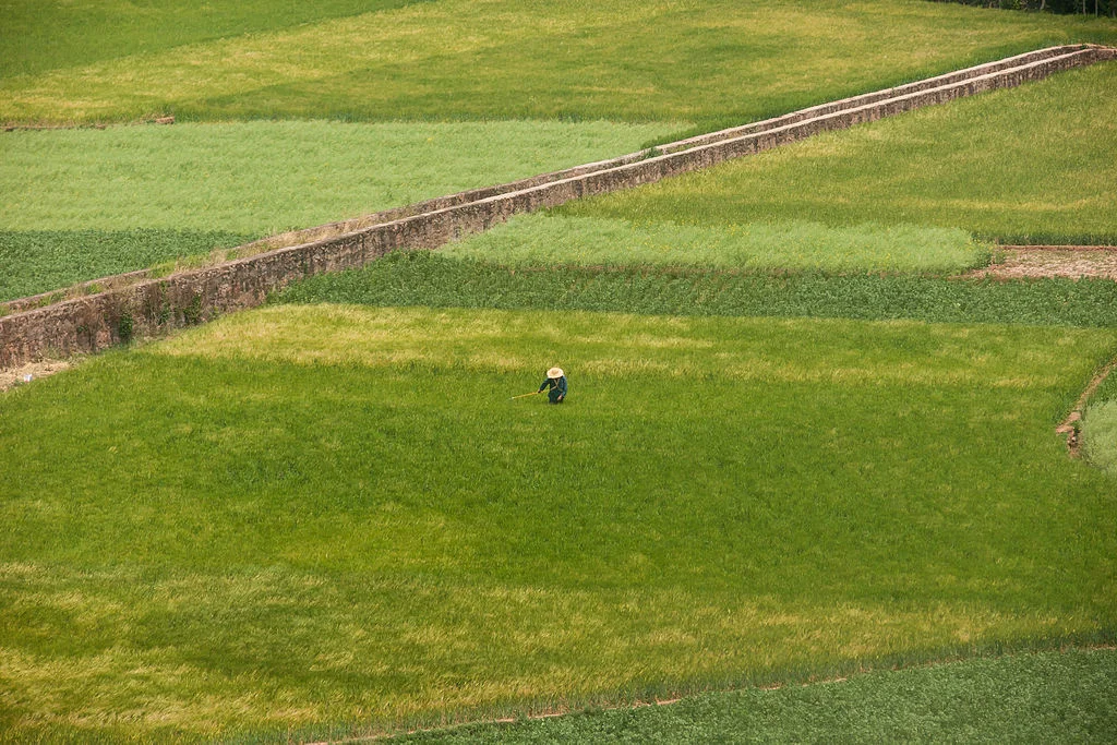 Yunnan_China_Farmer-in-his-grainfield-01