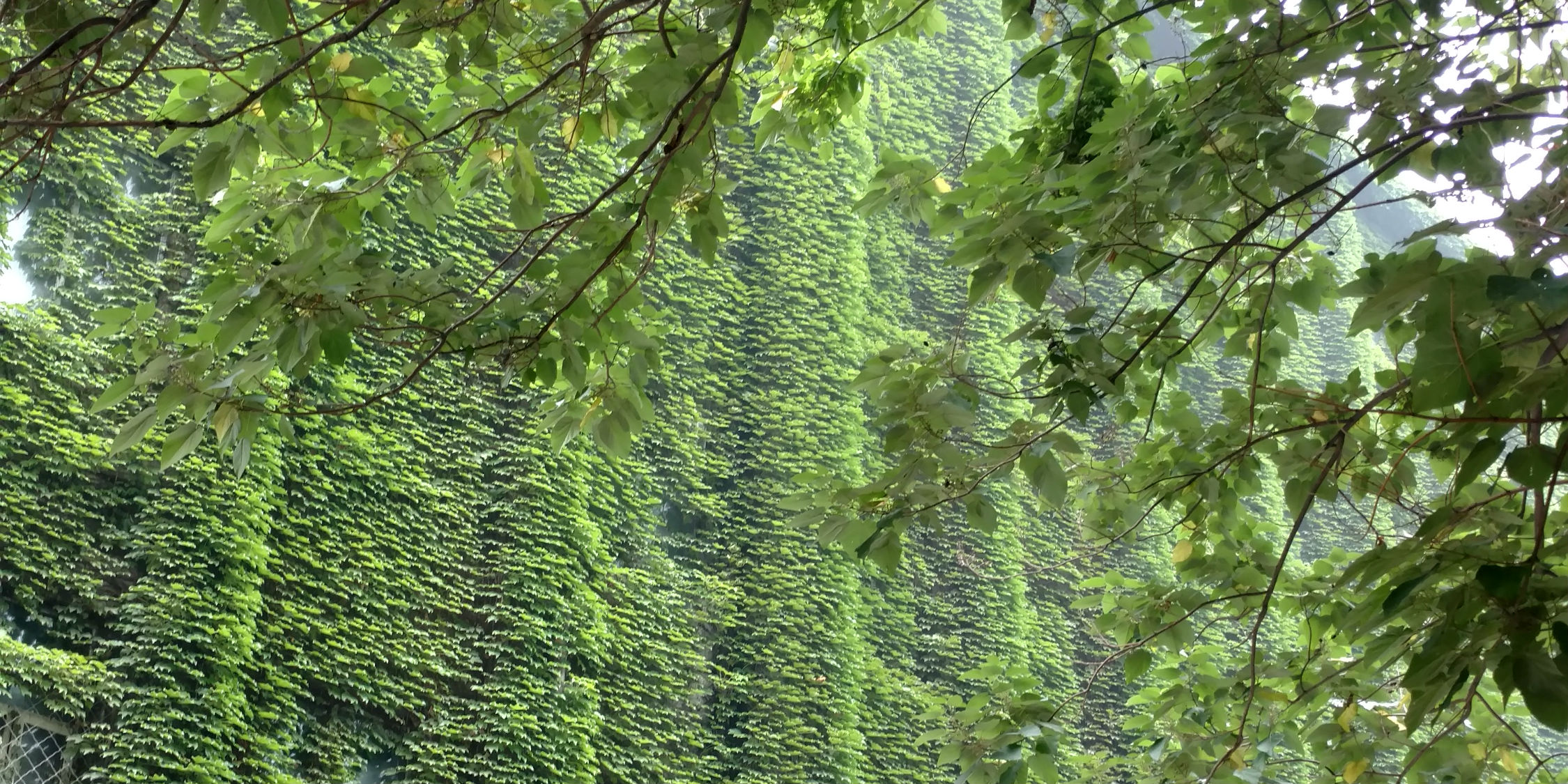 Greenery in the art district.