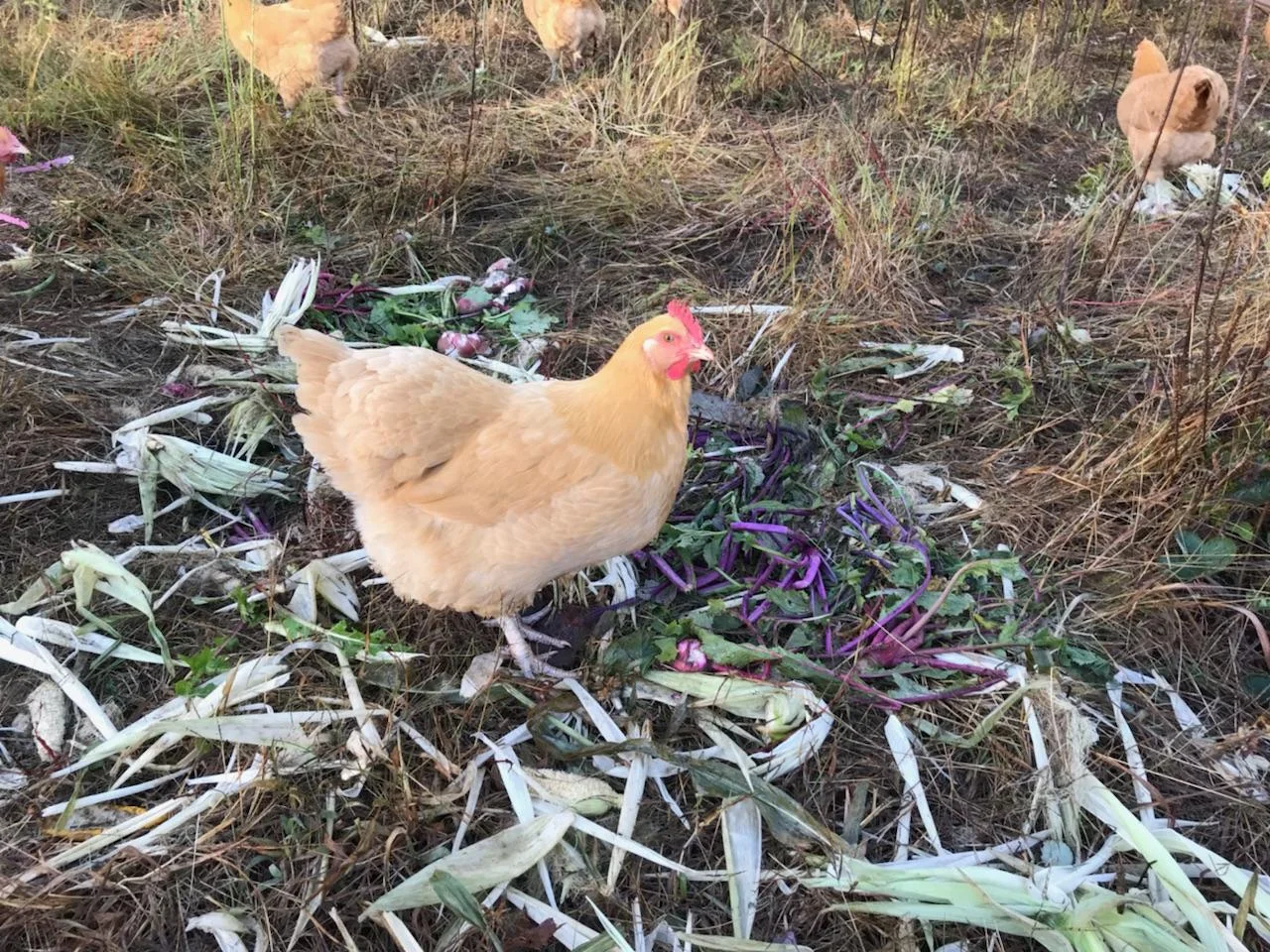 Adult chick.jpg