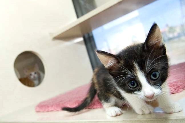 Kittens are the greatest!