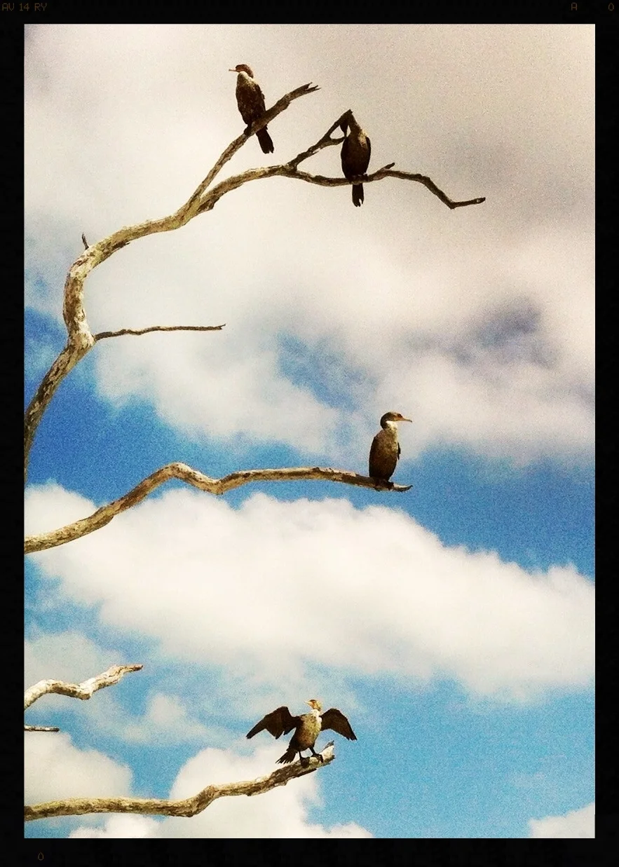 Island Inhabitants