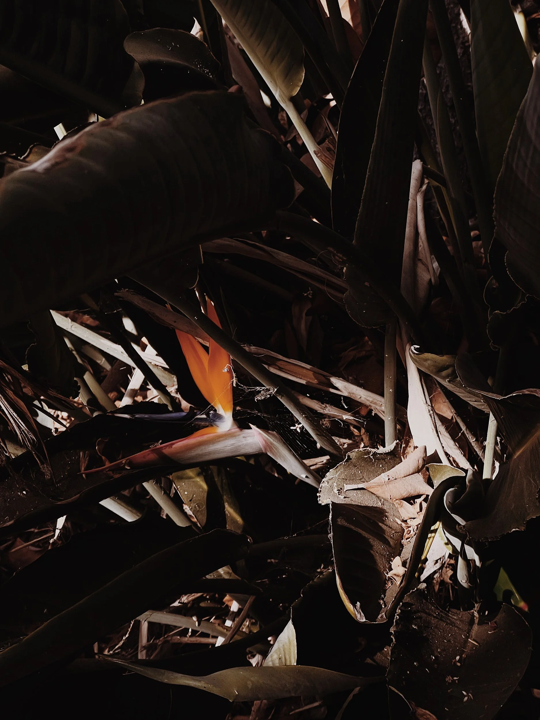 Missing Pieces-66.JPG