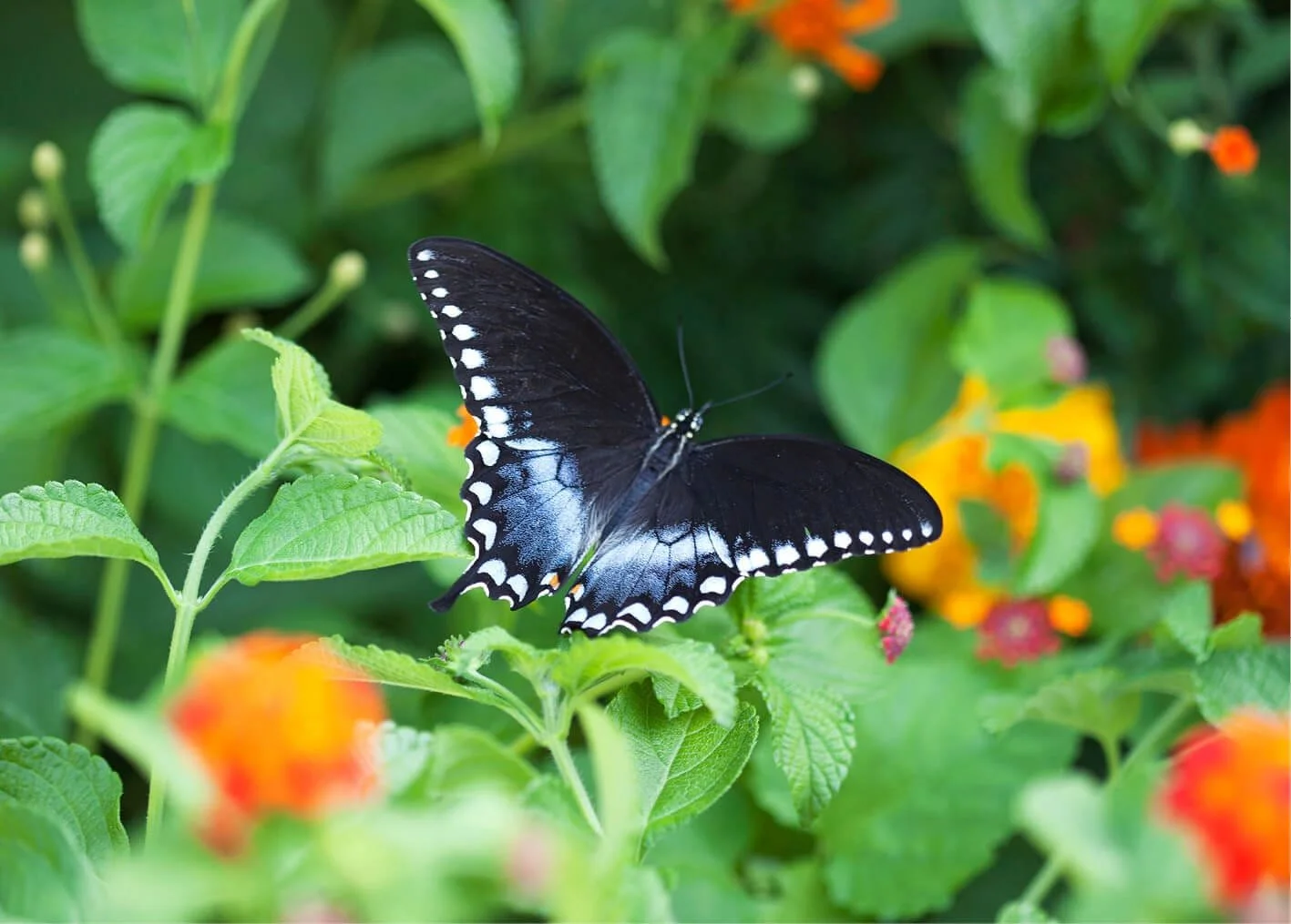 Butterfly Effects