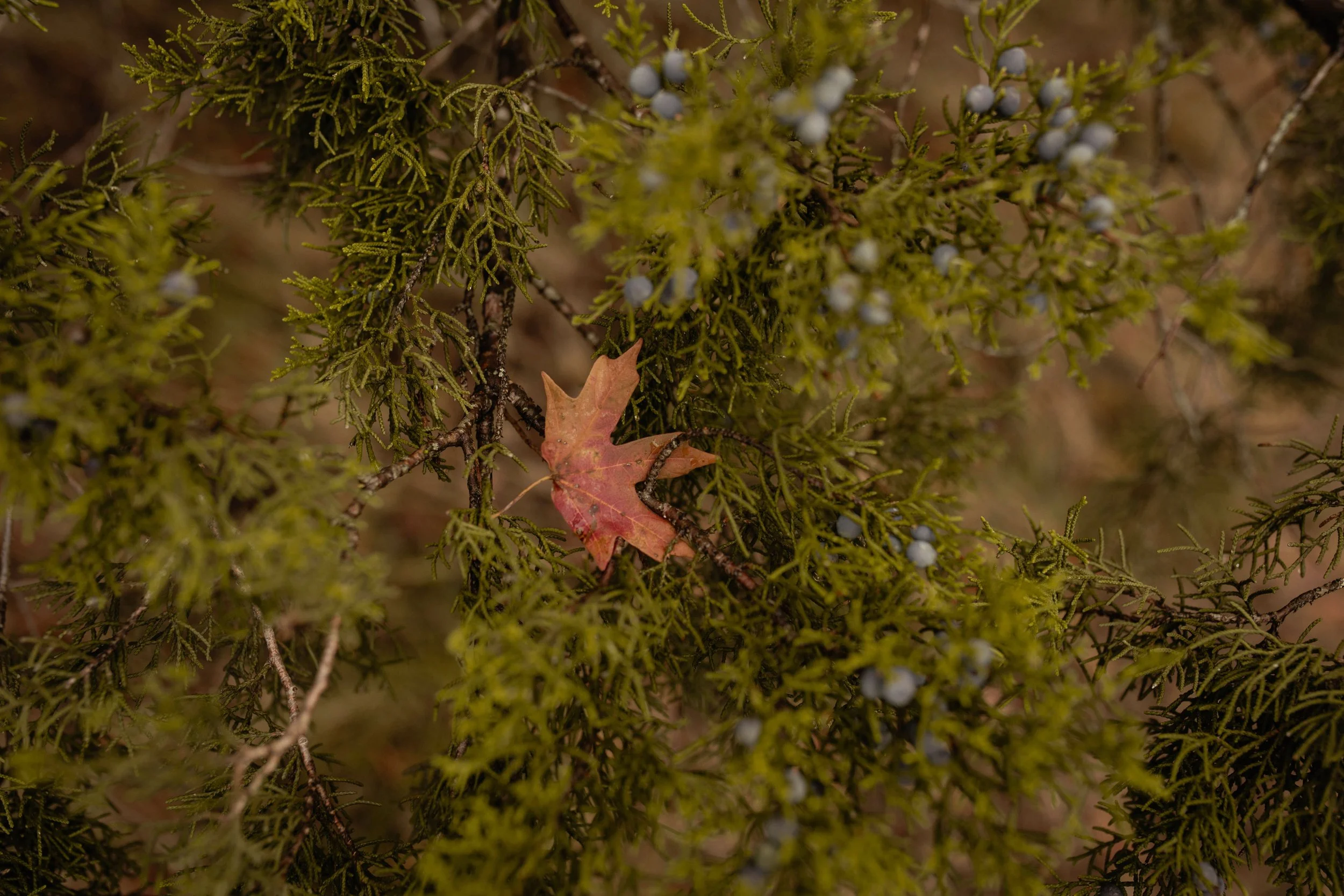 B56A0252.jpg