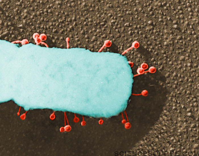 Lambda Phage on E. coli