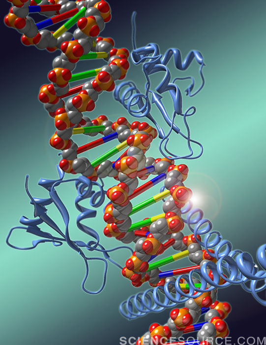 Transcription Factor