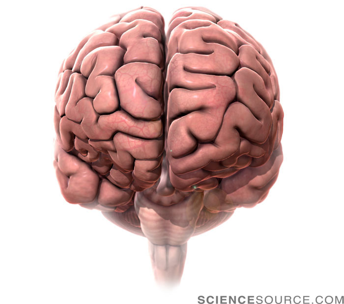 Human Brain, Anterior View