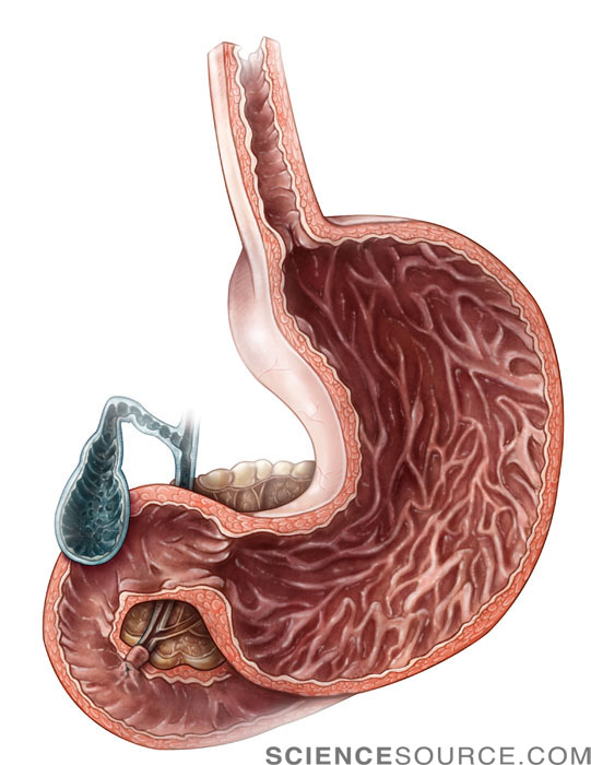 Digestive Organs