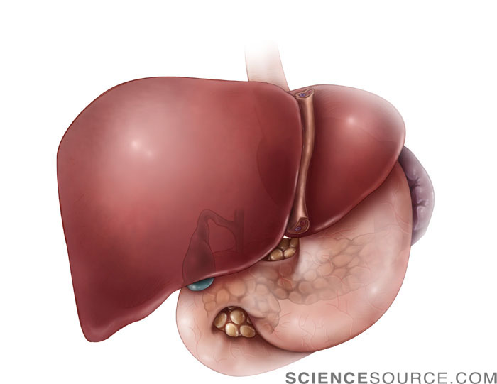 Abdominal Anatomy