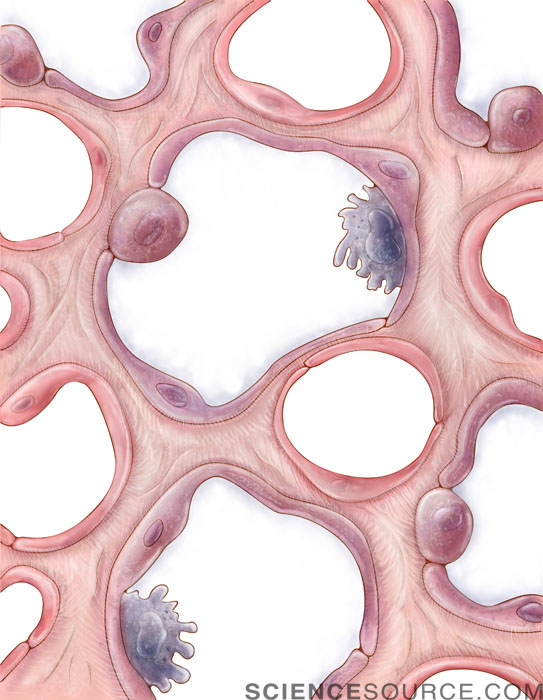 Pulmonary Alveoli