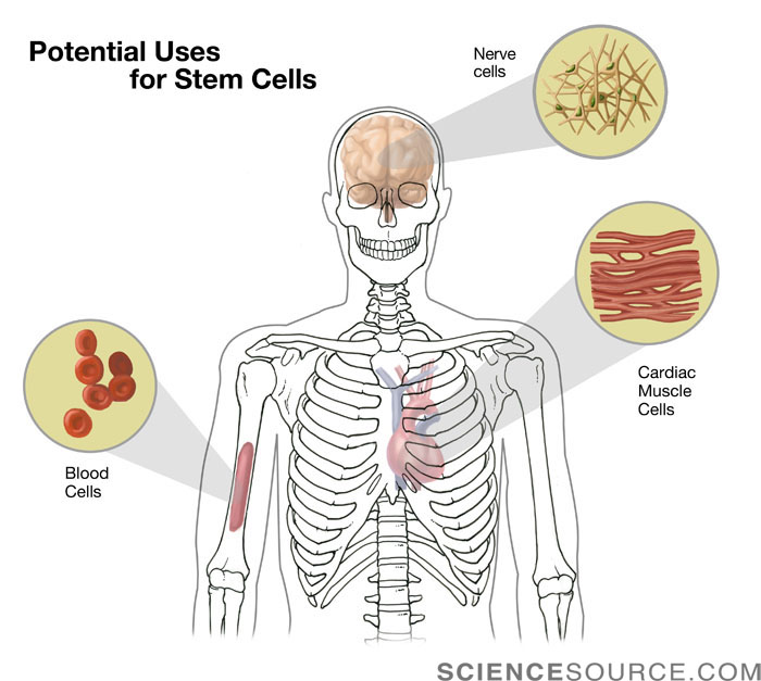 Uses for Stem Cells