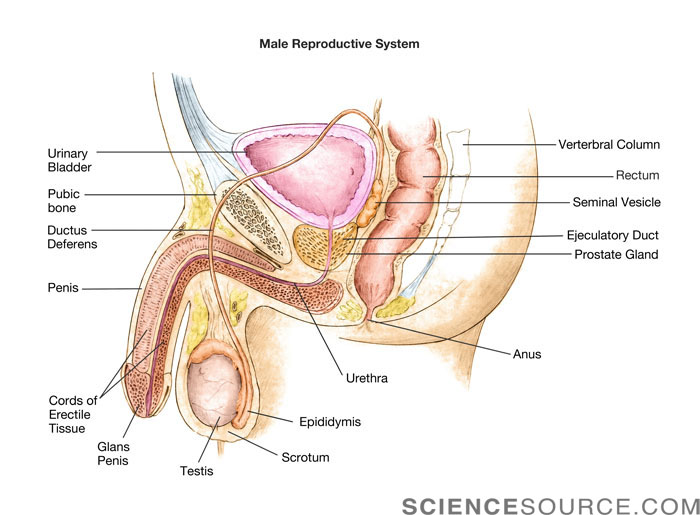 Male Reproductive System