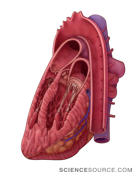 Heart Cross Section