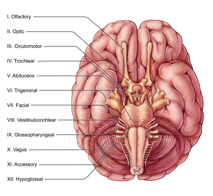 Cranial Nerves, Illustration