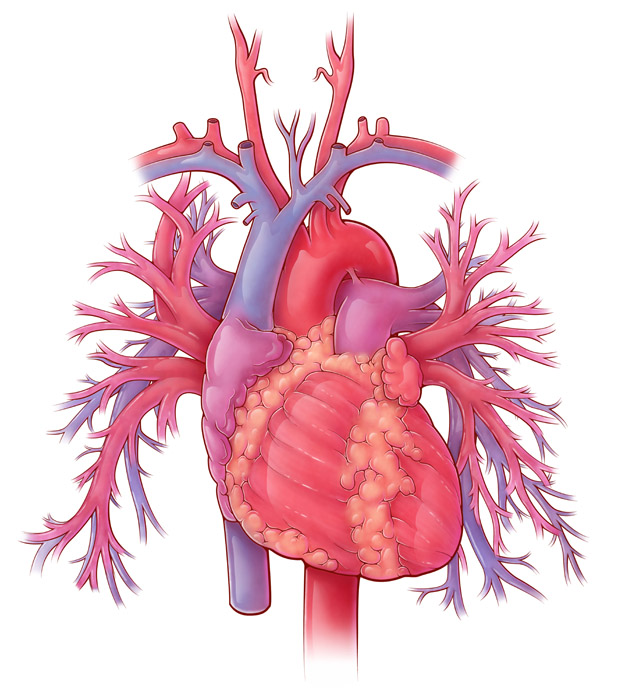 Heart and Pulmonary Vessels