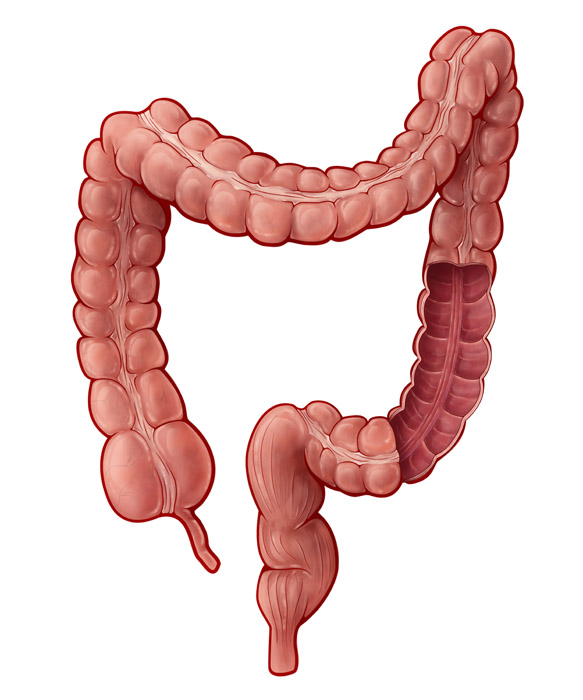 Large Intestine, Illustration