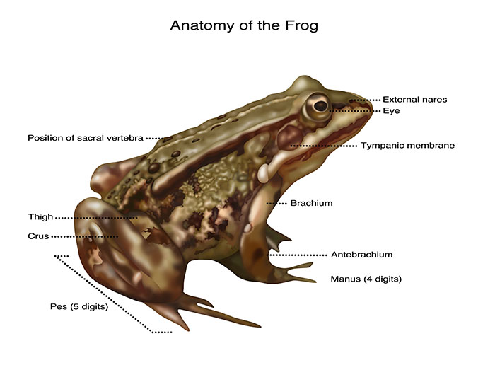 Frog Anatomy