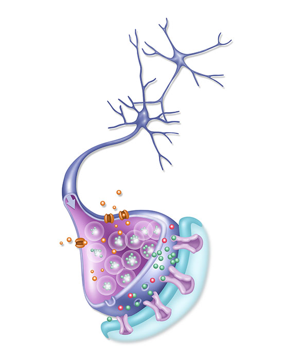 Detailed Neuron