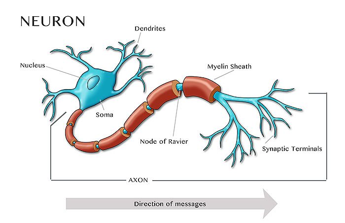 Motor Neuron